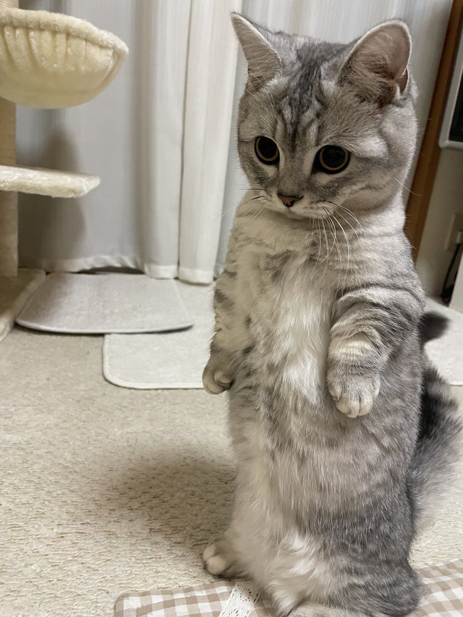 まろ🐈 (@zxb_y6) / Highlights / X