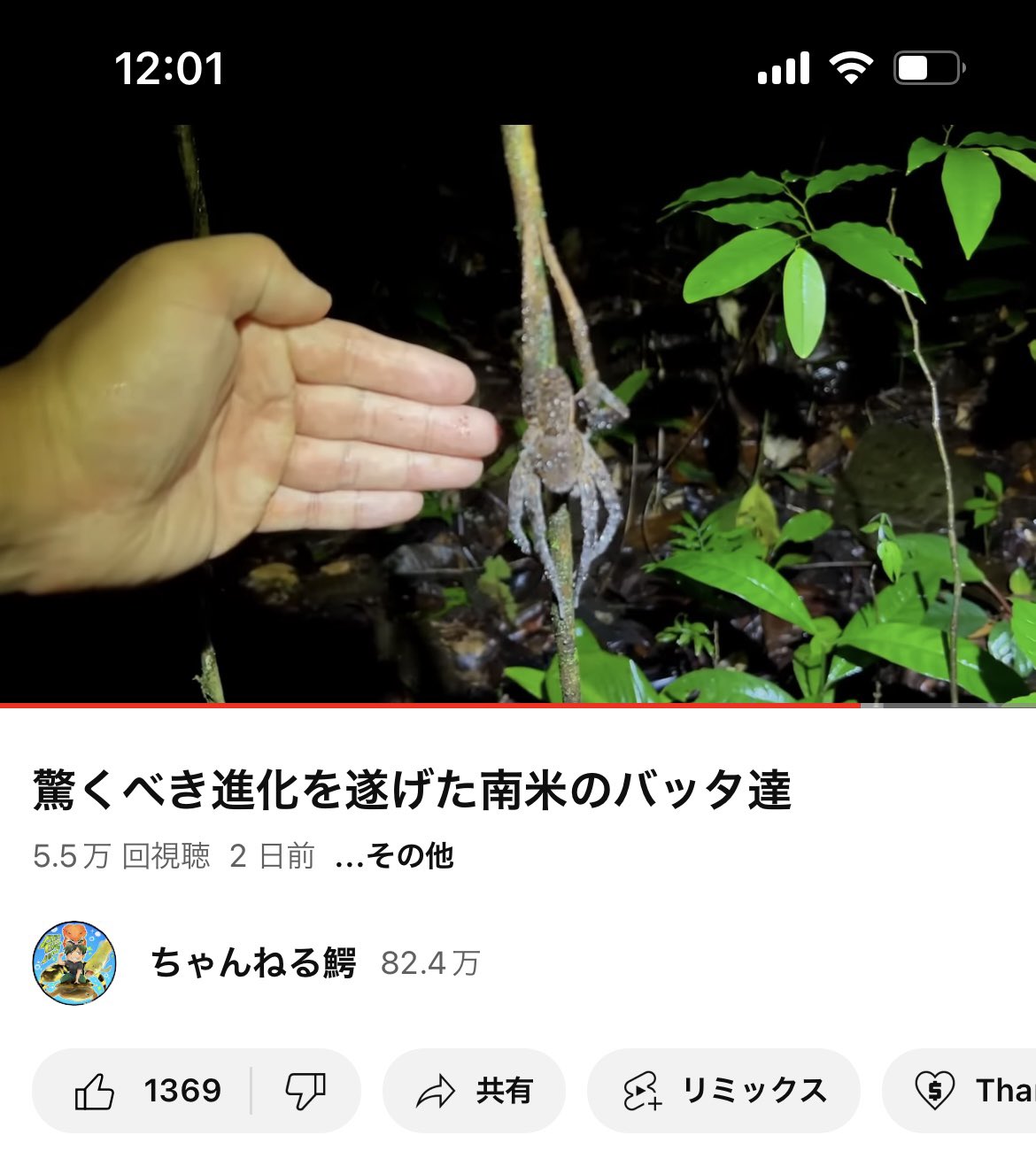 ボリビア産 ナンベイオオタガメ 112mm(管まで) ボリビア産 ナンベイ