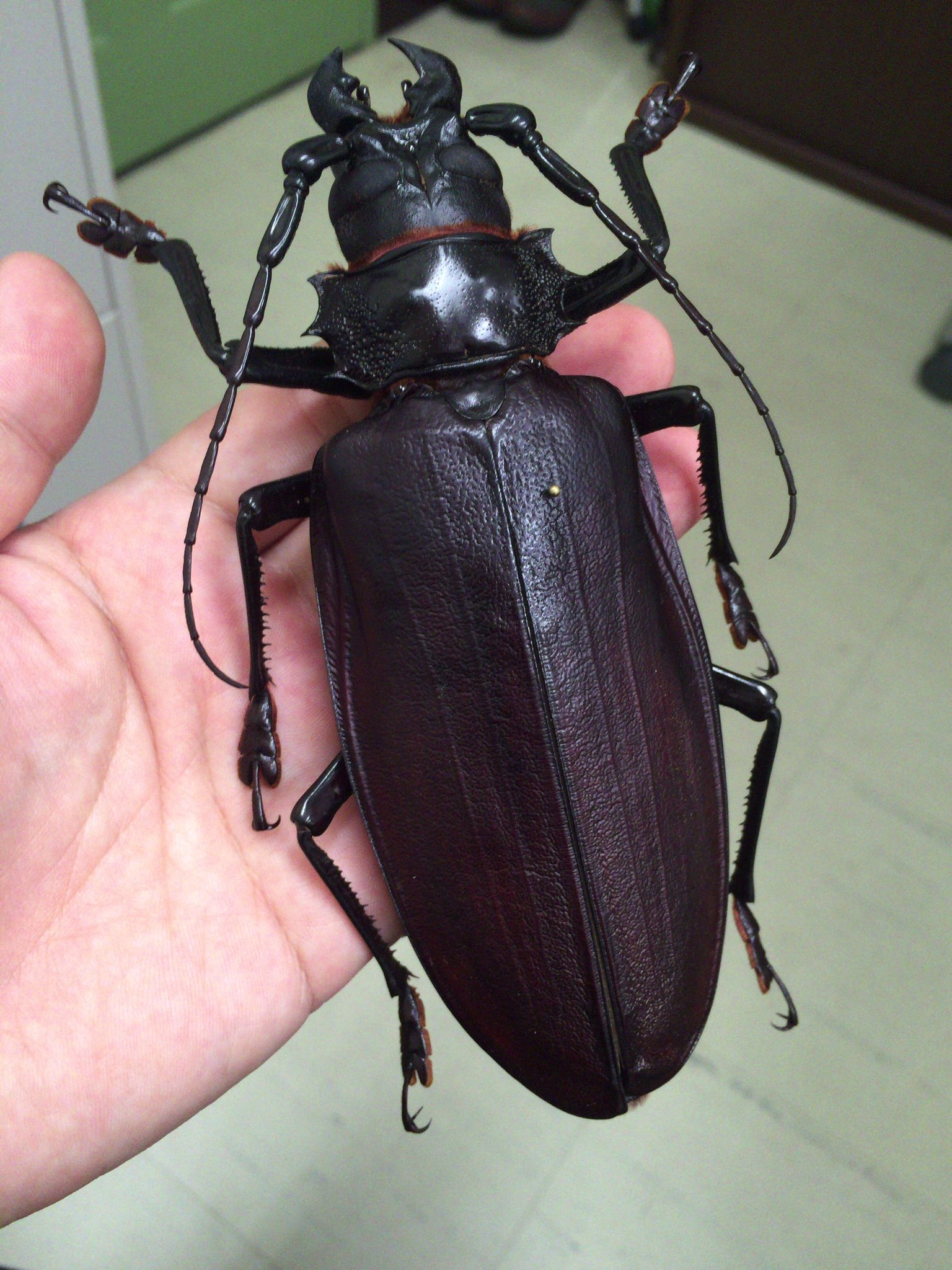 M*S様 特大 オオキバウスバカミキリ 標本 157ミリ 難アリ M*S様 特大