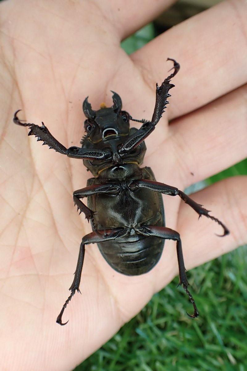 Sparkle Beetle (@BeetleSparkle) / Posts / X