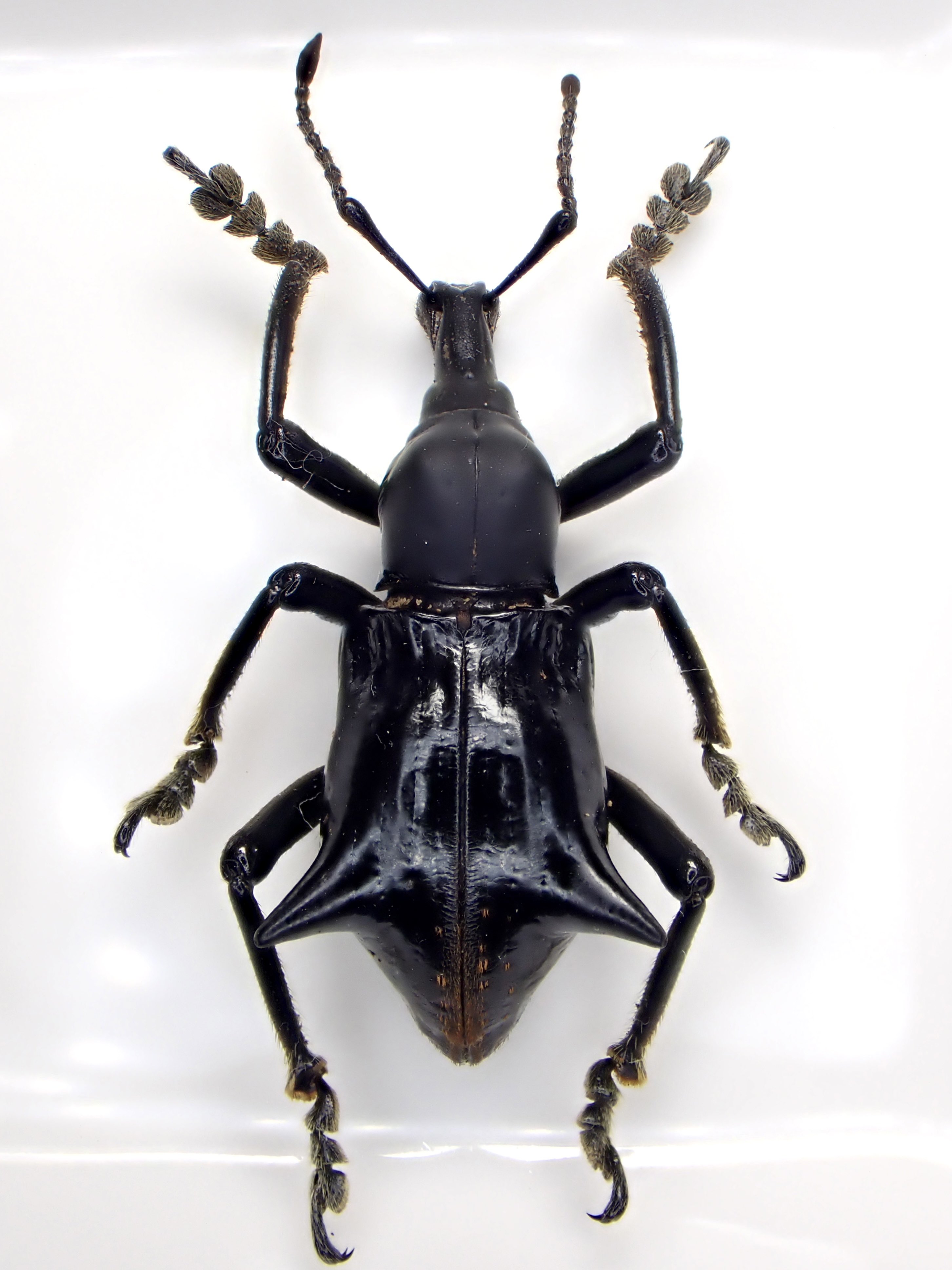 昆虫標本 良型 アンダーソンナンバンダイコク 大型ペア 昆虫標本 良型