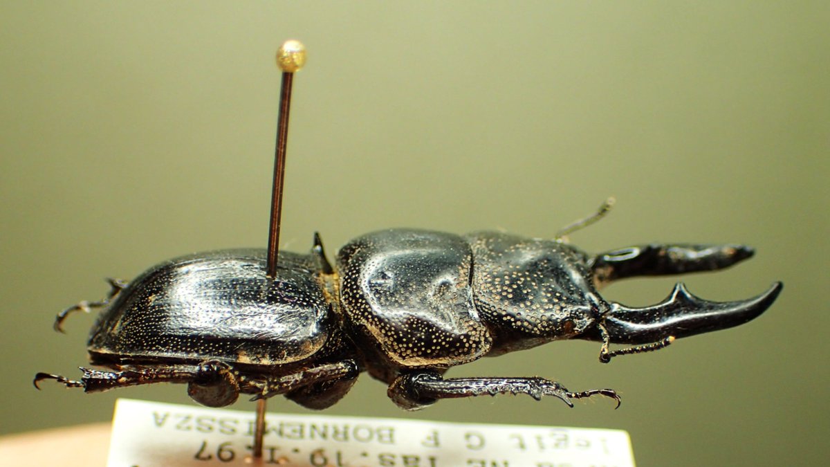 これは30㎜を越えるタスマニア島の面白いクワガタ、 カタハリクワガタ