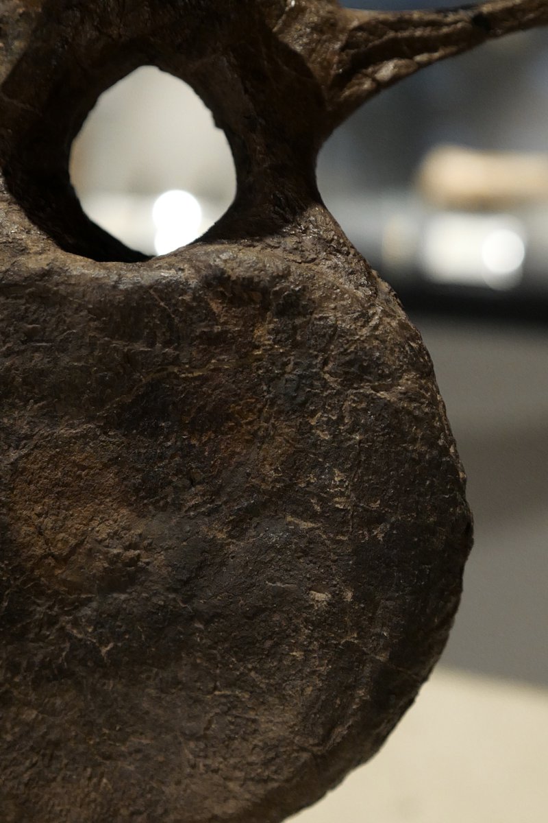 あのトリケラトプスの巨大な頭を支えていた「頚椎（首の骨）」の実物