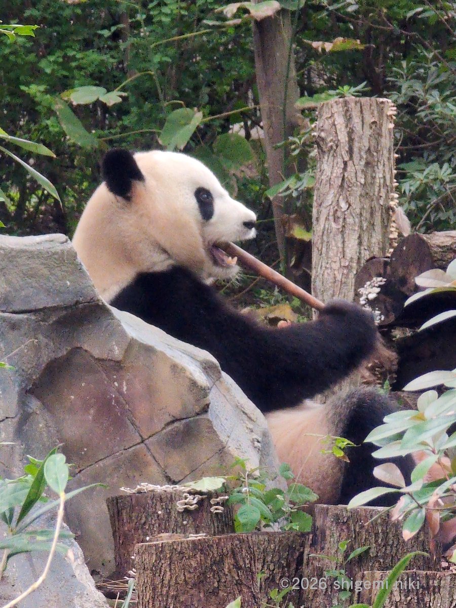 大阪開催】「パンダなトークイベント2」 中国・成都基地へ行きたい人の