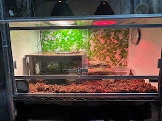 龍匠オリジナルオーダーケージ®︎ (@ryuushyou164) / Posts / X