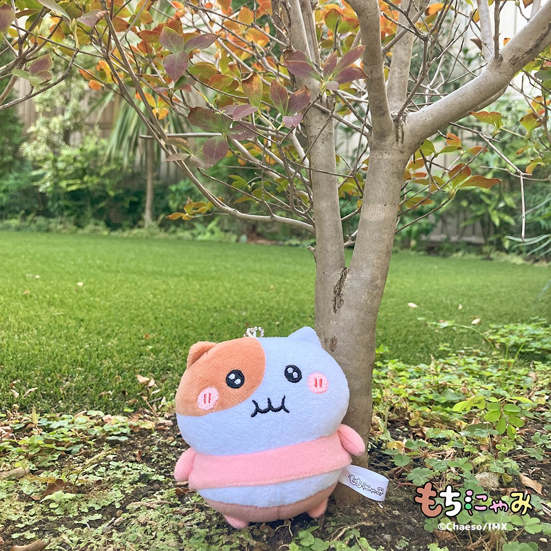 もちにゃみ (@MOCHINYAMI) on X