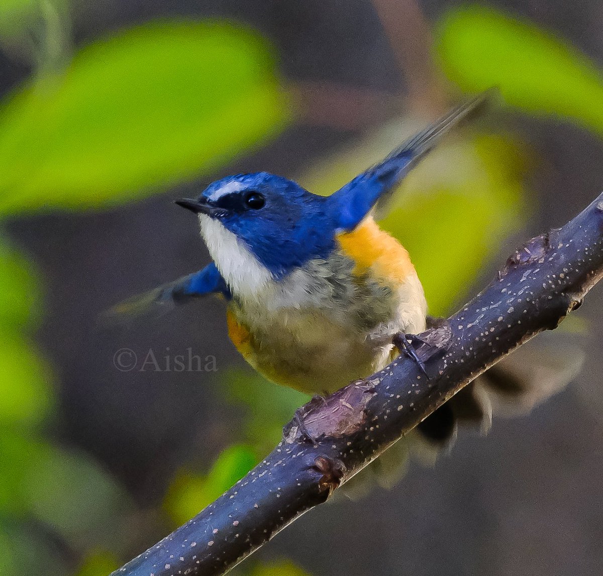 こんにちは！藍沙です。今年も「幸せの青い鳥」、#ルリビタキ くんが