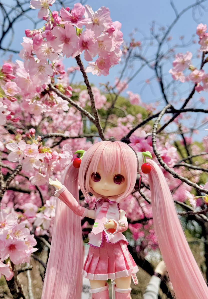 🌸 ┊ ┊ ┊ ┊ 🌸 ┊ ┊ ┊ 🌸 ┊ ┊ 🌸 ┊ 🌸 🍒Harmonia humming 桜