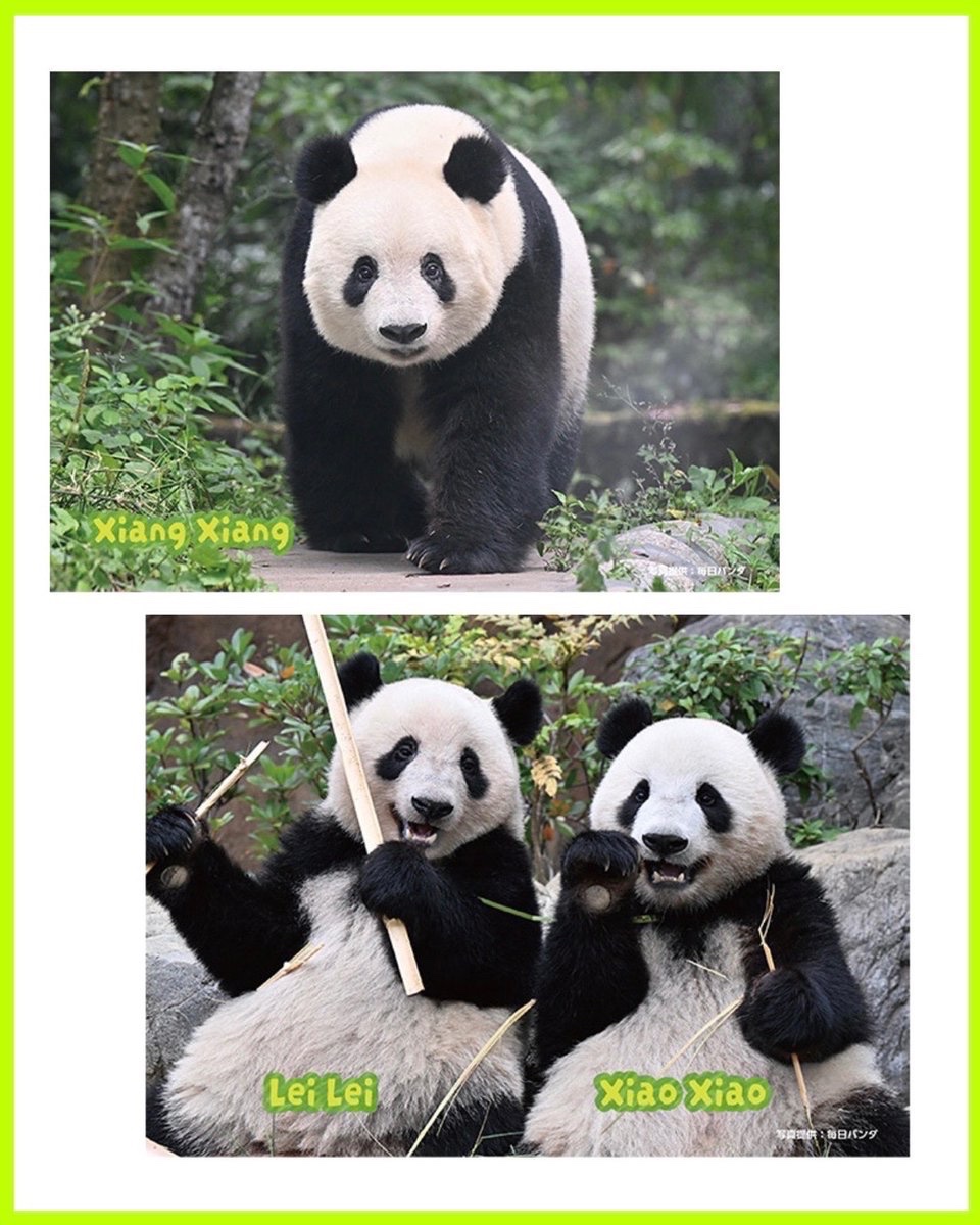 かわいいノベルティが登場🐼】 5/28(水)→6/26(木)の期間、対象