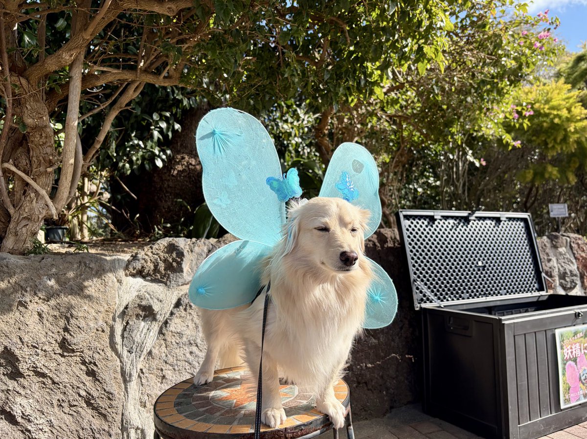 ポメックスのとろろくん (@monaka_0507) / Highlights / X