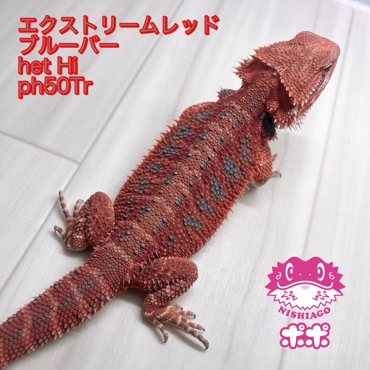 ポポのケージ (@poponocage) / Posts / X