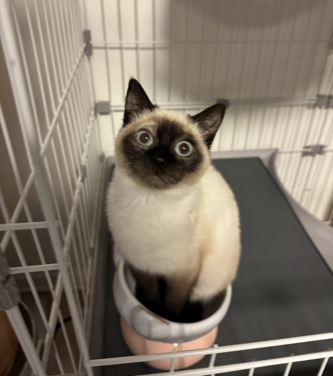 moka (@Moka0527Ramu) / Posts / X