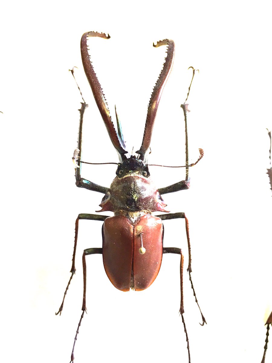 前回入荷が20年前らしい 当時興味本位で仕入れた チリクワガタ標本を観