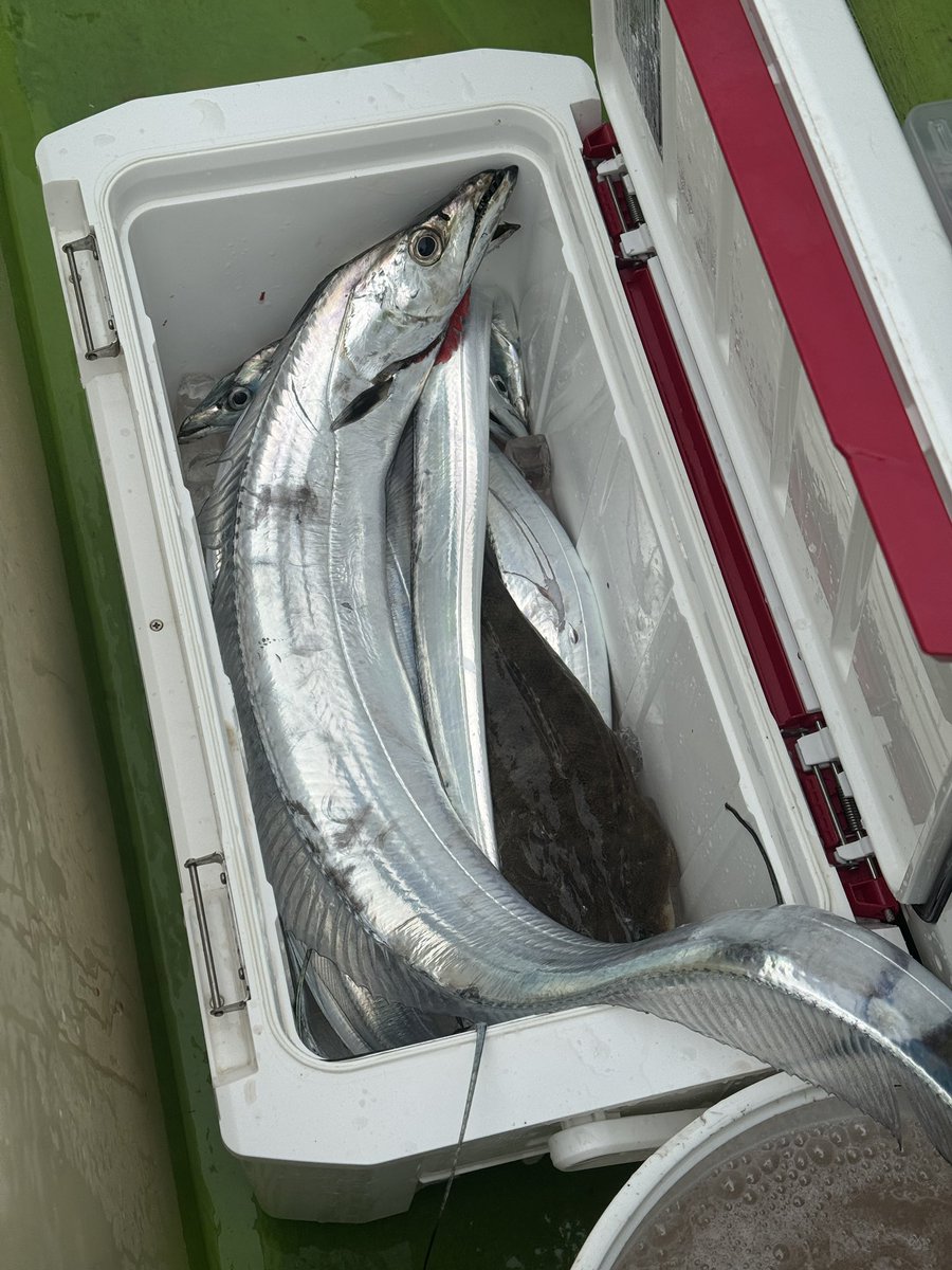 本日太田屋さんにて出船。タチウオさま激渋でしたがなんとか8本