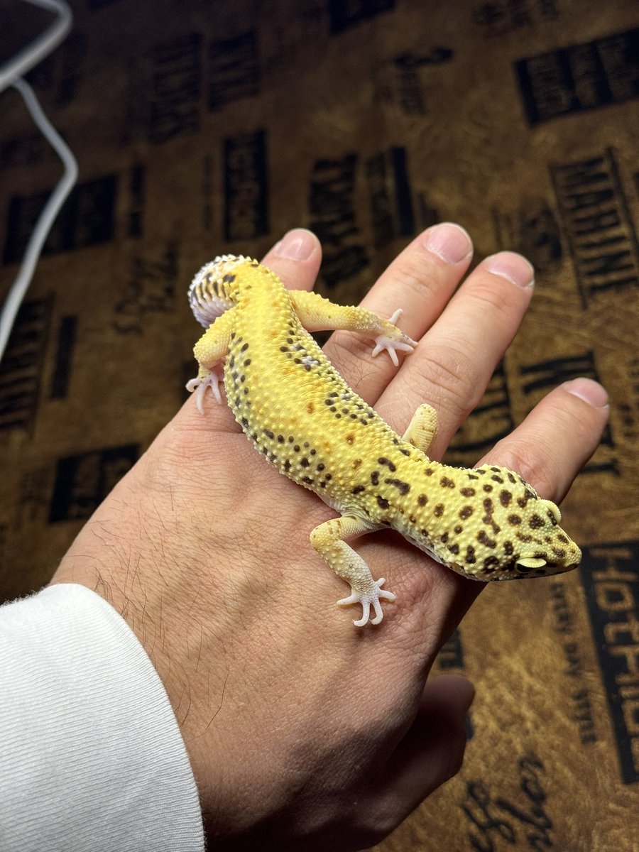 Road (レオパ&ボールブリーダー) (@road533310) / Posts / X