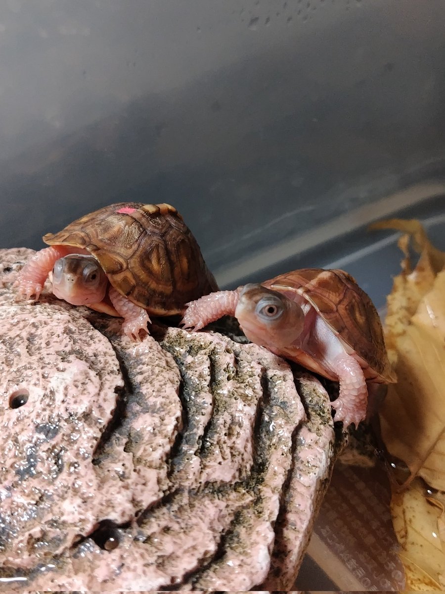 tito (@34_wgnc) / Posts / X