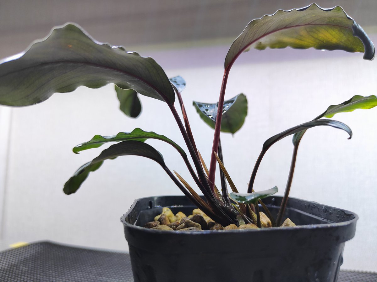 Bucephalandra sp.Motleyana Red-stem round Aqua Garden 水の国 2023