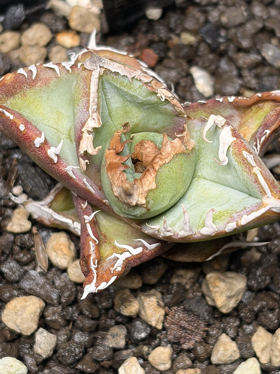 やば… メルカリの通知きたから連打したらぜっんぜん違うオークションに