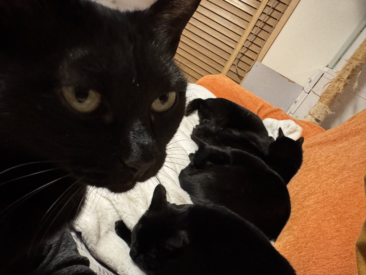 我が家は黒猫一択🐈‍⬛