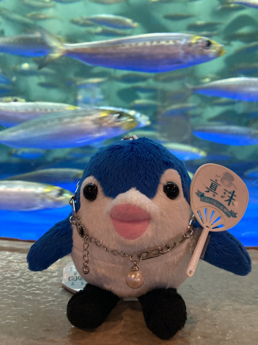 しながわ水族館🦪真珠取り出し体験⚪✨ (@pearl_shinasui) / Posts / X
