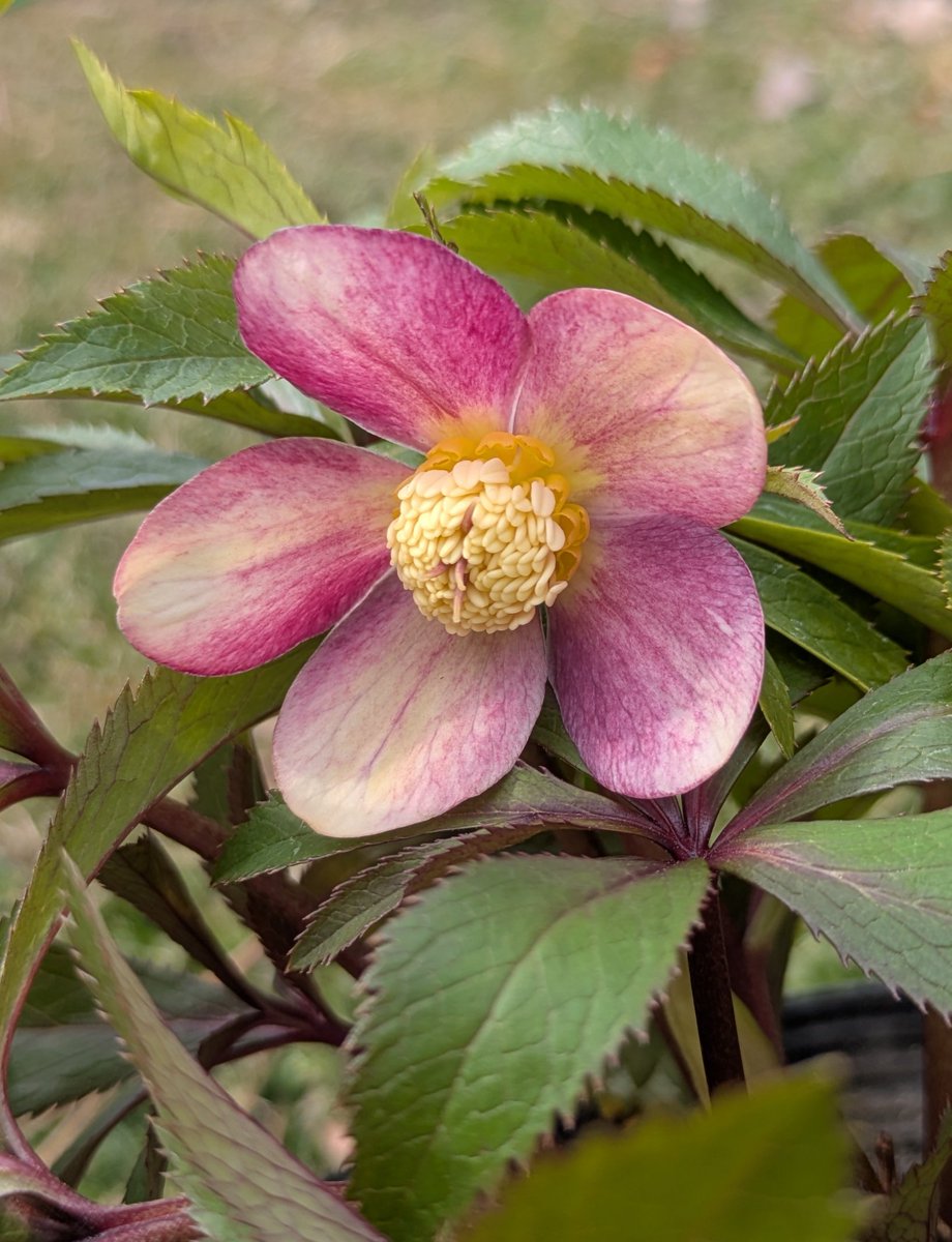 玲雪「新春セール」クリスマスローズ 小苗 かぐや姫×DDオキシ系いろは