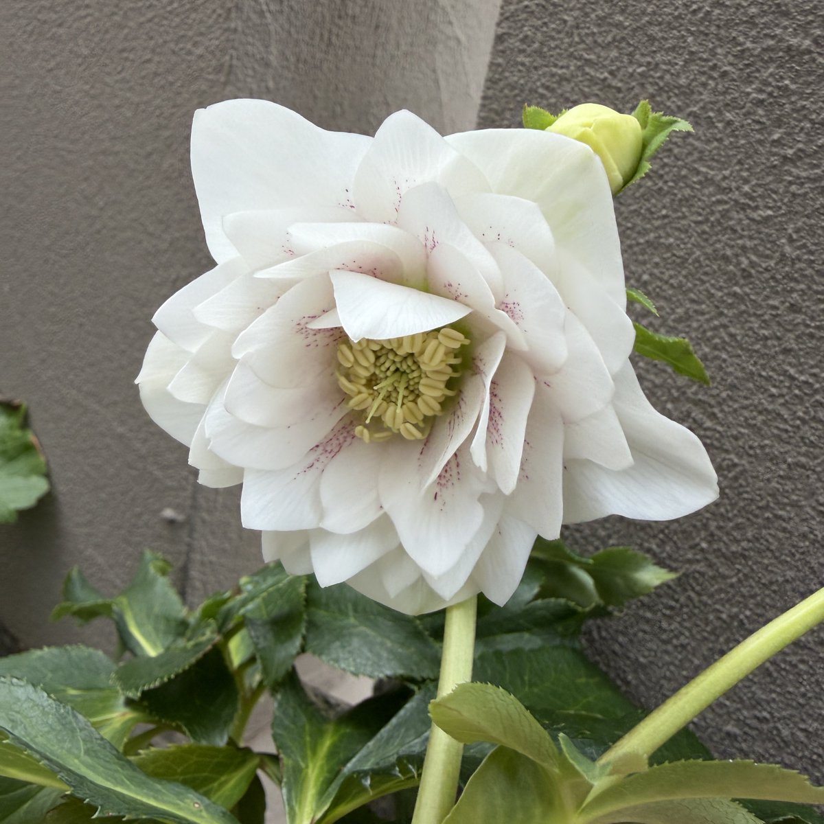 クリスマスローズ開花。 めっちゃ好きなやつ。 dd WH 多弁