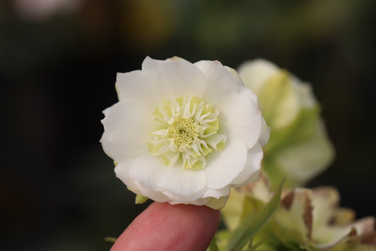 ohgi_nursery (@OhgiNursery) / Posts / X