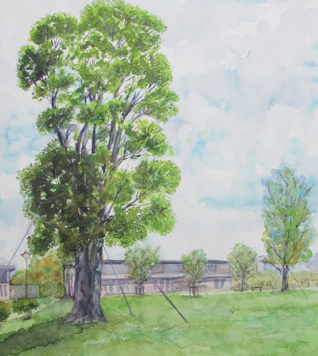 公園のクスノキ #水彩画 ＃watercolor