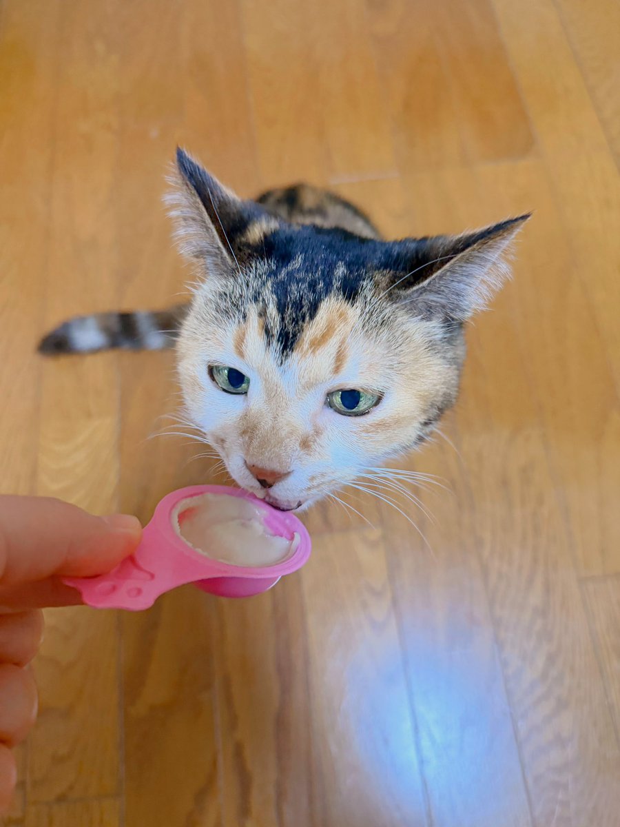 あめちゃん🐱 (@cocoakumikoda) / Posts / X