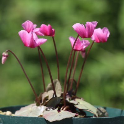 ohgi_nursery (@OhgiNursery) / Posts / X