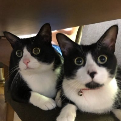 呉市のぽんちゃん (@KURENO_PON) / Posts / X