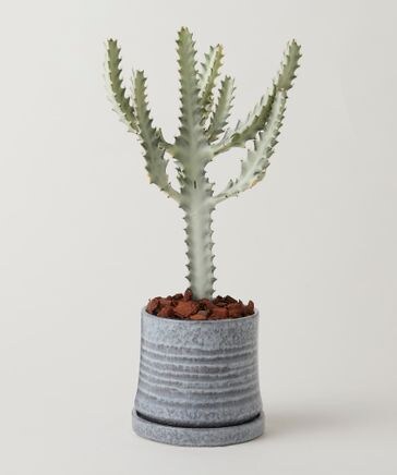 植物 / 植え込み】4号 ユーフォルビア ホワイトゴースト ・ ブリュム