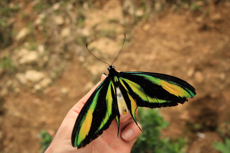 極楽蝶の舞う島へ : TRAVEL FOX 蝶にまつわるetc