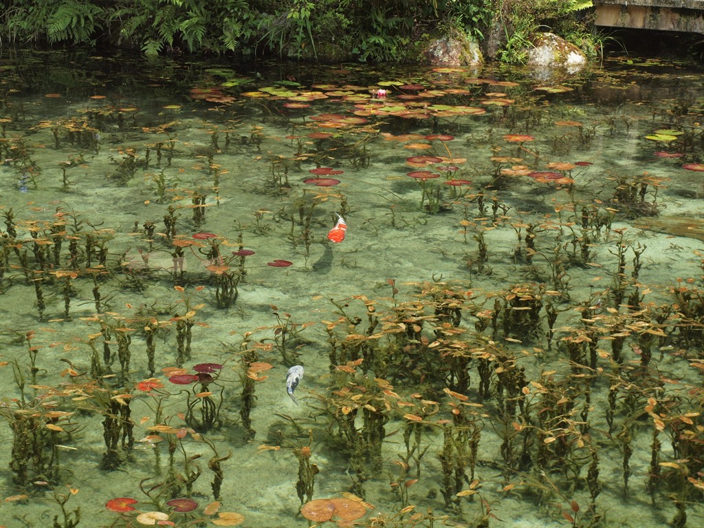 油絵 専用 神秘的な睡蓮池 大キャンバス 油絵 専用 神秘的な睡蓮池 大