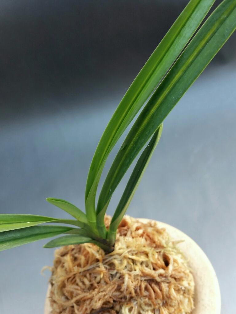 湖東錦のご紹介です。 : □ サムライ オーキッド □ 富貴蘭 セレクト