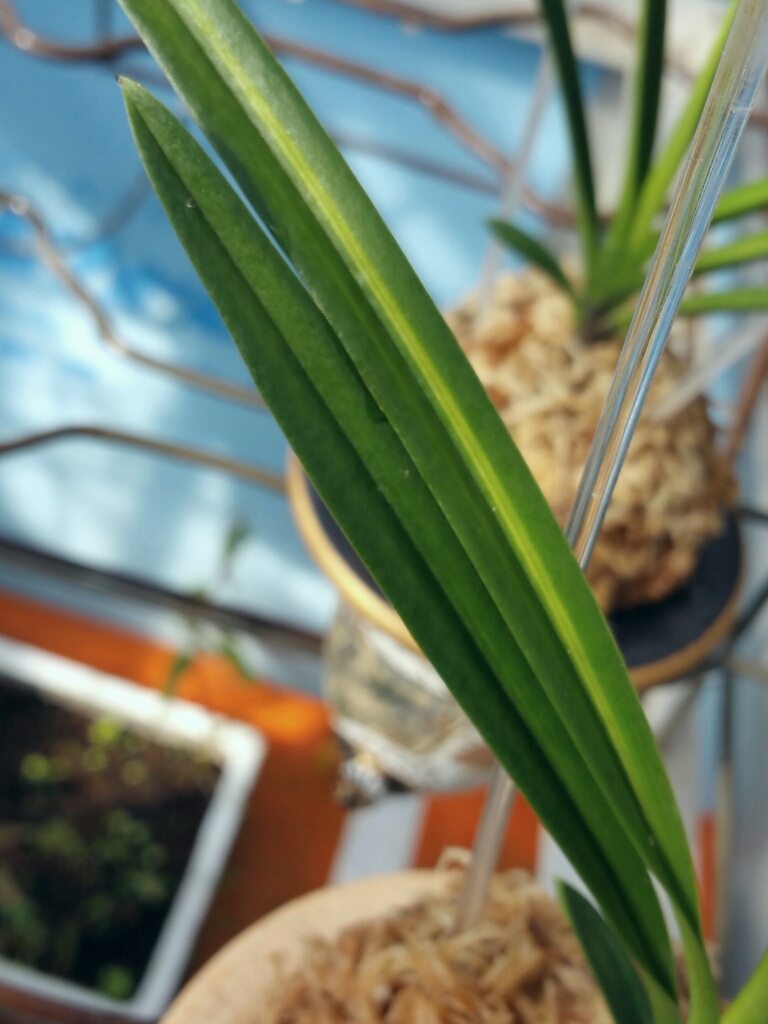 湖東錦のご紹介です。 : □ サムライ オーキッド □ 富貴蘭 セレクト