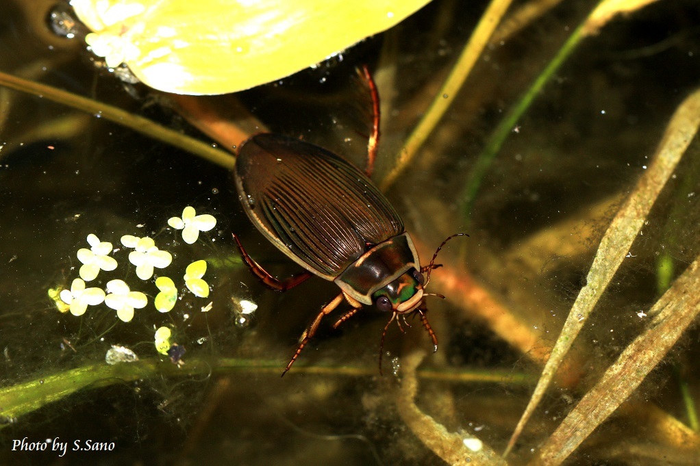 ゲンゴロウモドキ : 海を歩くゲンゴロウ