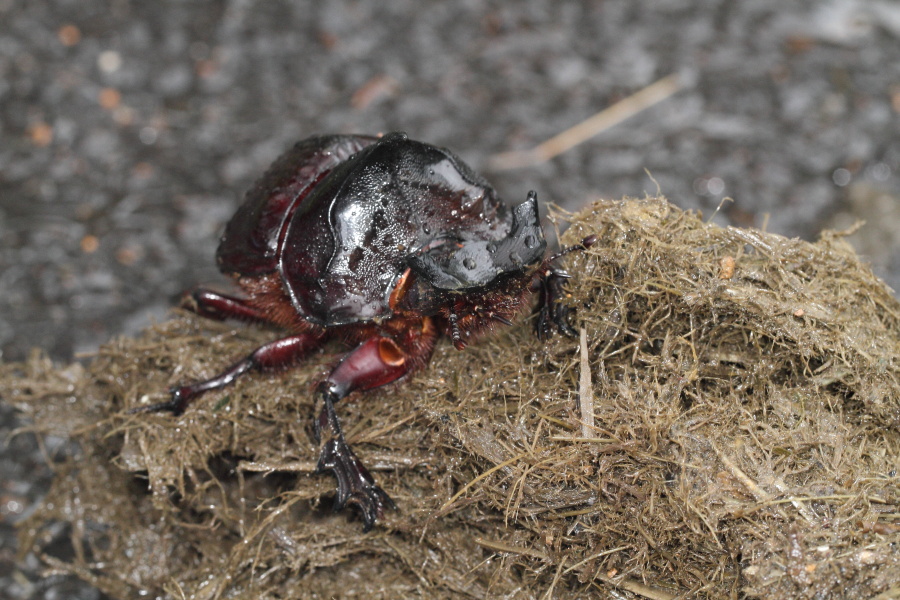 オウサマナンバンダイコクコガネ （2011年7月7日） : タイの自然と風景