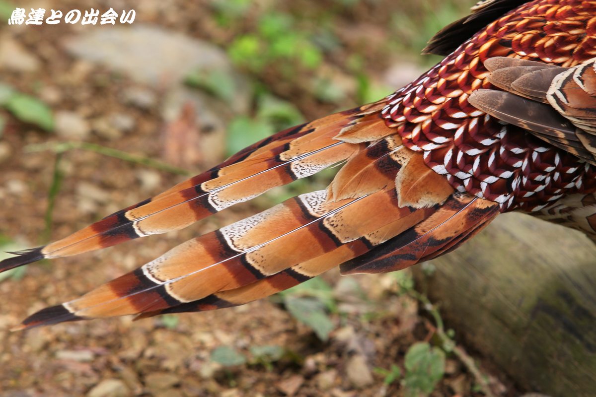 ヤマドリの羽 尾羽、翼左右の3点セット ヤマドリの羽 尾羽、翼左右