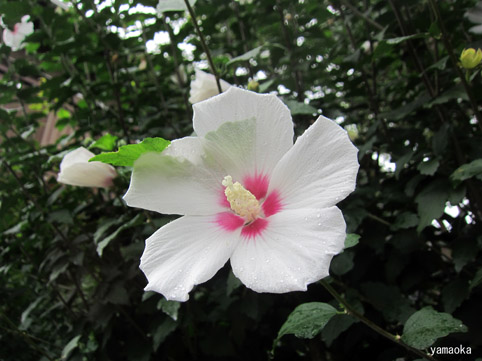 はじまりに向って。 : ふらんす堂編集日記 By YAMAOKA Kimiko