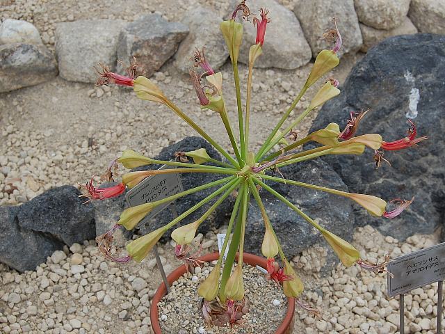 ブルンスビギア・オリエンタリス : 花の仲間調べ