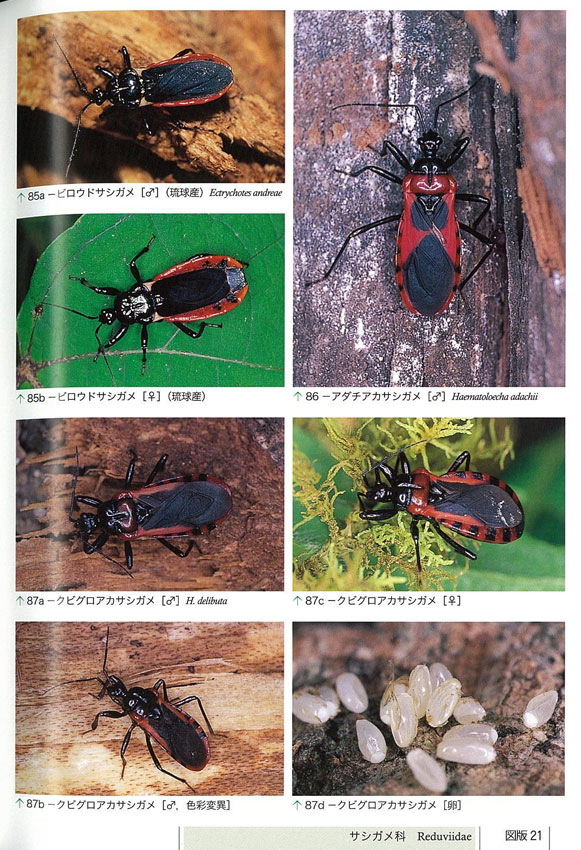 日本原色カメムシ図鑑 第3巻』が出た : 自然観察大学ブログ