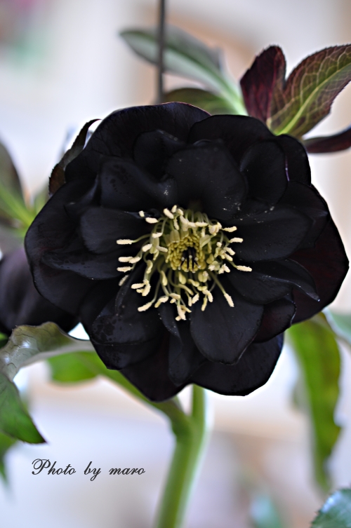 クリスマスローズ 漆黒のブラックダブル と 鎌倉スワニーさん♪♪ : 麻
