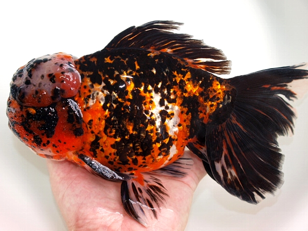 金魚 新入荷 : 大森町水族館