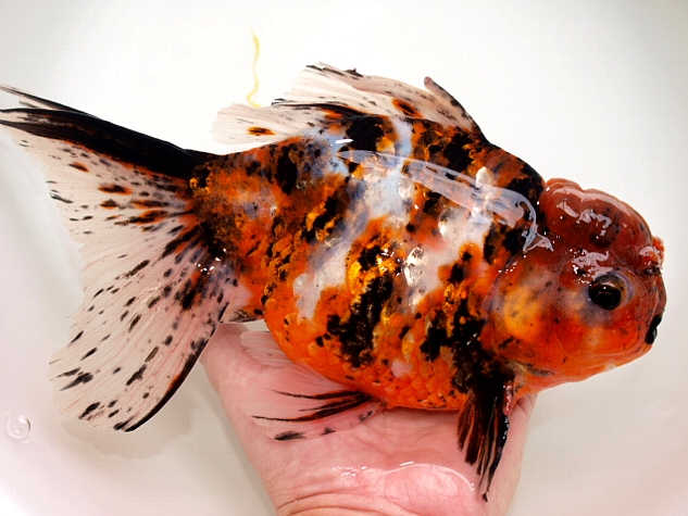 金魚 新入荷 : 大森町水族館