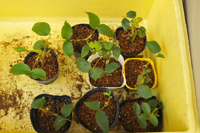 バラの挿し木 簡単な挿し木2（鉢上げ） : JUDEの庭と薔薇のカヲリ