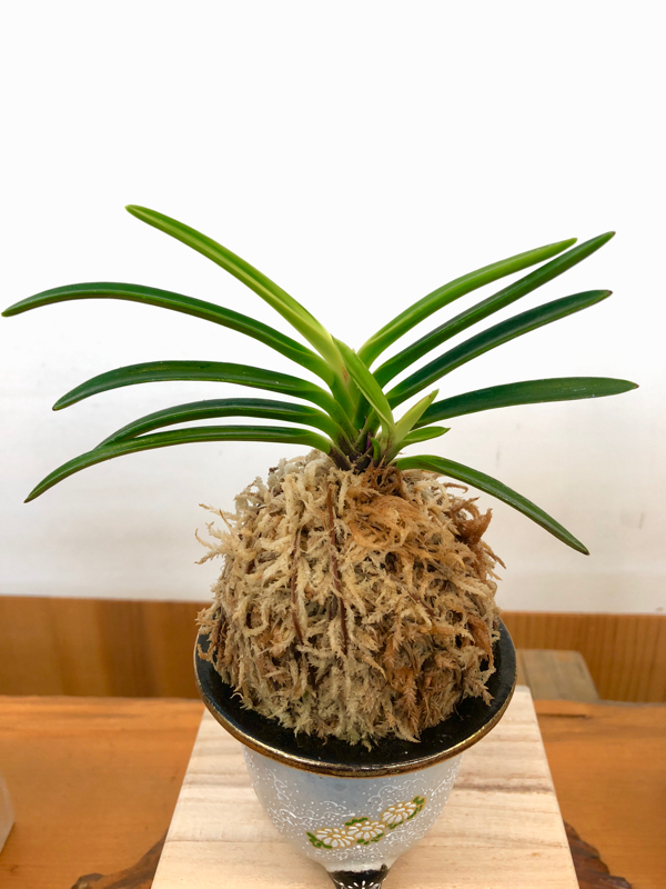 迎春早い者勝ち商品】富貴蘭「黒金牡丹」天葉に縞有り 黒金牡丹