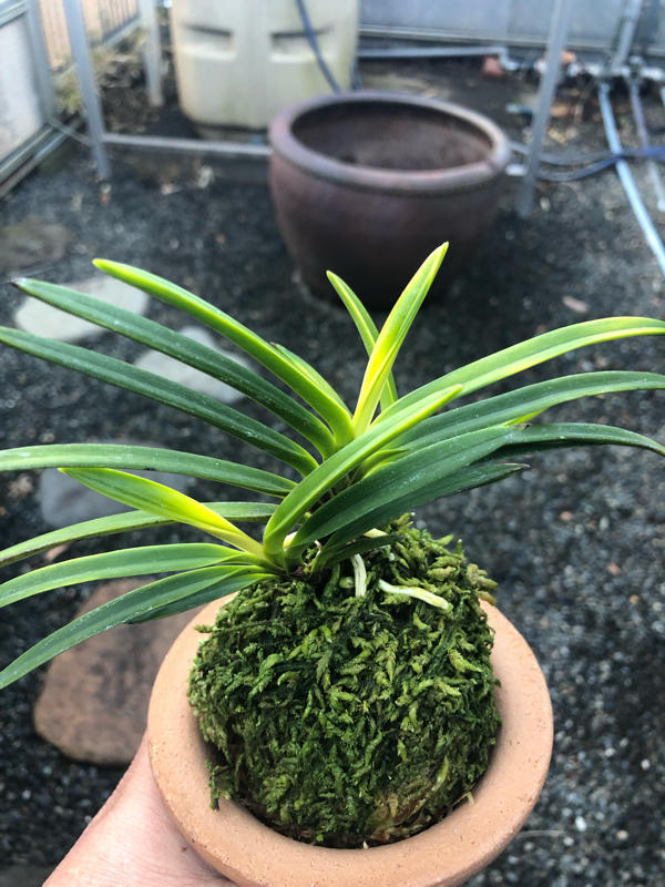 迎春早い者勝ち商品】富貴蘭「黒金牡丹」天葉に縞有り 黒