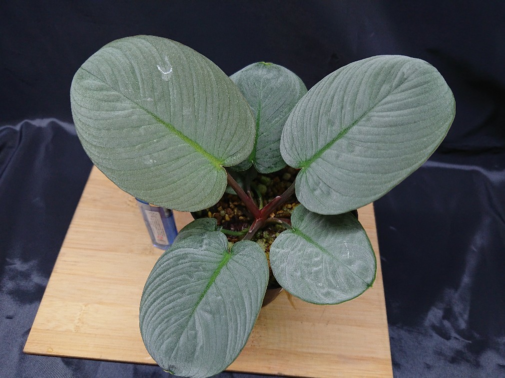 Homalomena sp. “月輪” Sumatera Utara 【LA0318-01】 : 癒やしの素