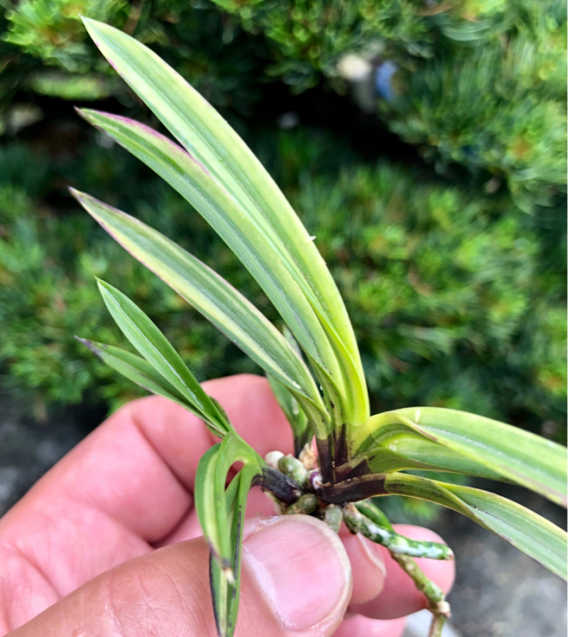 至楽の原点を探る : □ サムライ オーキッド □ 富貴蘭 セレクト